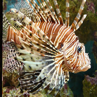 Rotfeuerfisch.jpg